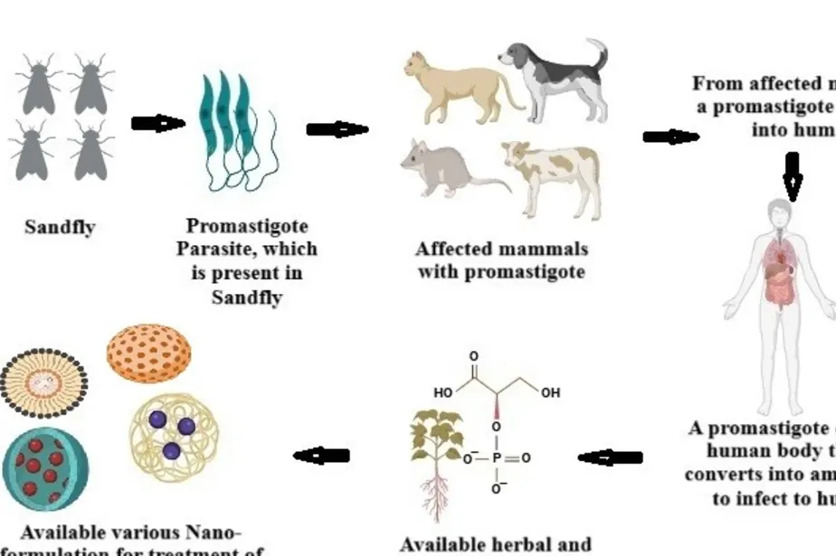 Nanotechnology-Augmented Herbal Remedies and Synthetic Substances for Leishmaniasis: An In-Depth Review of Promising Solutions - Issue cover