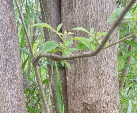 Review on the role of traditionally used medicinal plant vitex negundo and its current pharmacological aspect. - Issue cover