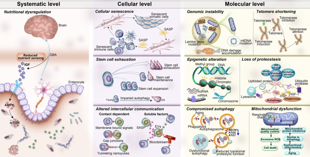Hallmarks of Aging 2.0: Decoding the Molecular Drivers of Human Longevity – Senolytics Vs. Senomorphics as Strategies to Eliminate Senescent “Zombie” Cells - Issue cover