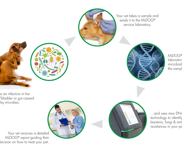 A Comprehensive Review of Progress and Persistence in Neglected Tropical Diseases (NTDS): Next-Generation Diagnostics Integrating Animal and Environmental Strategies for NTD Control - Issue cover