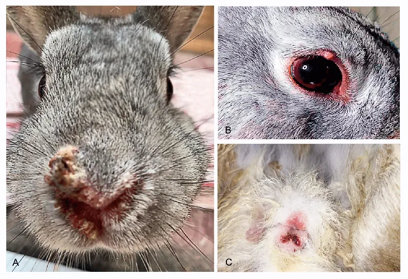 Syphilis Infection, Clinical Synergies, Modern Diagnostic and Treatment Strategies, Epidemiological Impact: Review of Traditional and Reverse Screening Algorithms - Issue cover