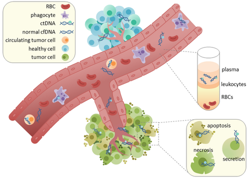 Liquid Gold: Leveraging AI Algorithms to Decode Circulating Tumour DNA (CTDNA) for Multi-Cancer Early Detection (MCED) - Issue cover