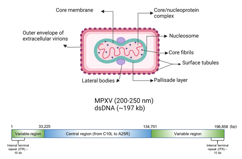 Mpox Virus Variants Clade-I and Clade-II Pathogenesis: Mapping the Genetic Mutations, Impact on Viral Fitness, Efficiency of Human-To-Human Transmission, Epidemiological Surveillance - Issue cover